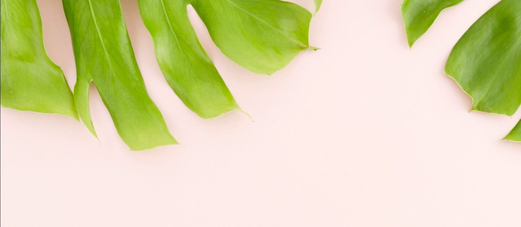 top-view-monstera-leaves-with-copy-space